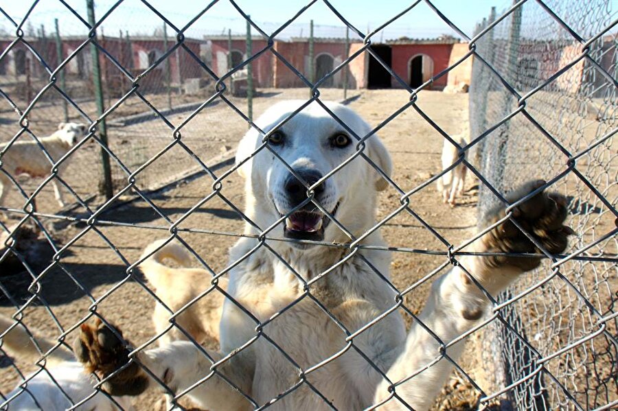 Akbaş cinsi çoban köpeği