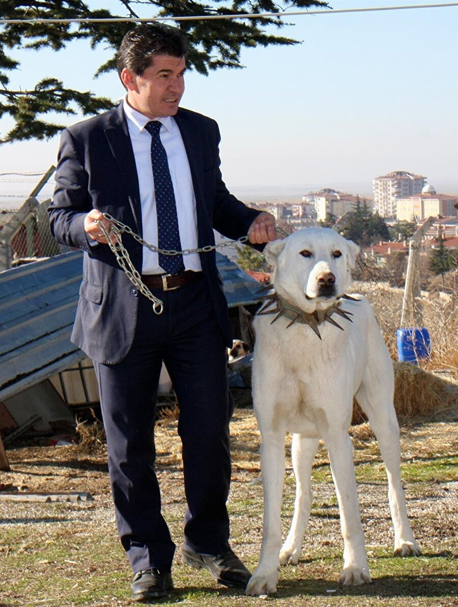 Sivrihisar Gıda, Tarım ve Hayvancılık Müdürü ve Akbaş Çoban Köpeği Irkını Araştırma Koruma Geliştirme Tanıtma ve Yaygınlaştırma Derneği Başkanı Erhan Ulutürk