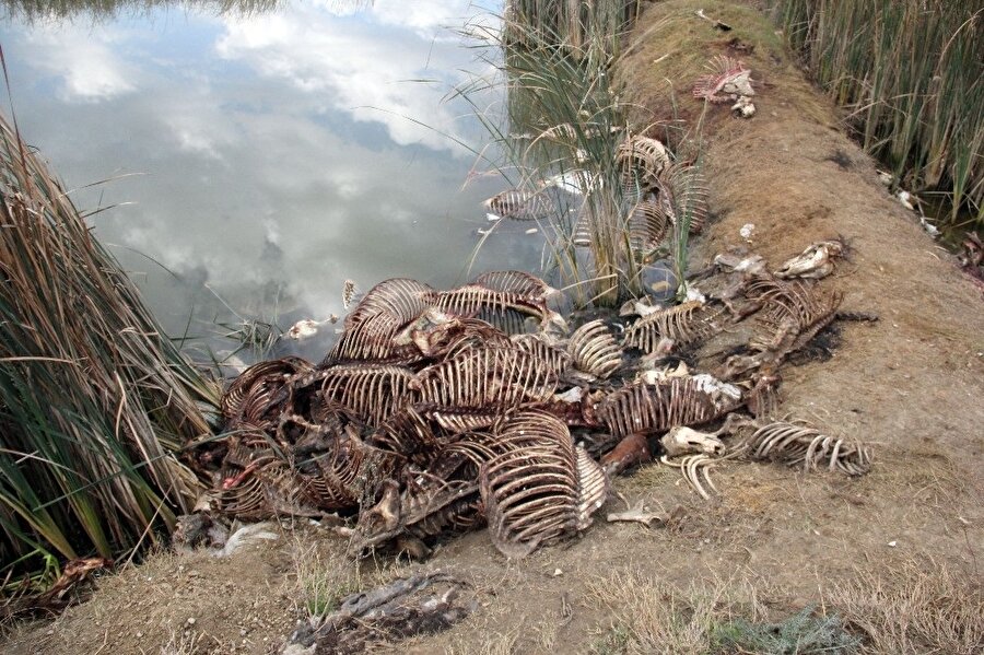Adana’da su birikintisinde yüzlerce at ve eşek kafası ile kemikleri bulundu.