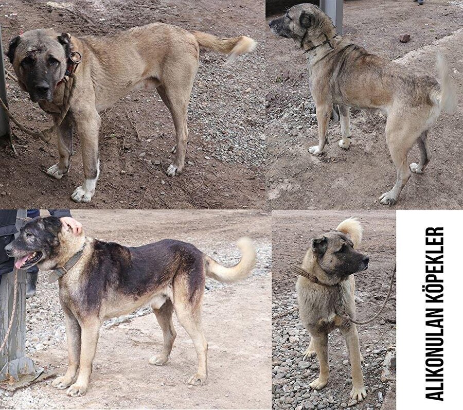 Alıkonulan köpekler DKMP ekipleri tarafından koruma altına alındı. 