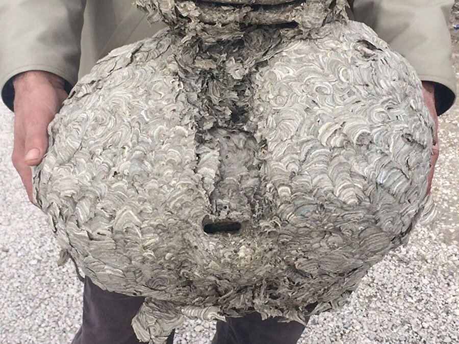 Arı kovanını görenler şaşkınlığını gizleyemedi.