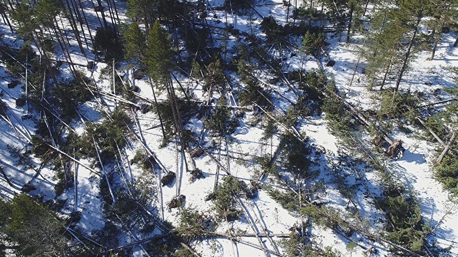 Ağaçlar kökleriyle koparak devrildi.