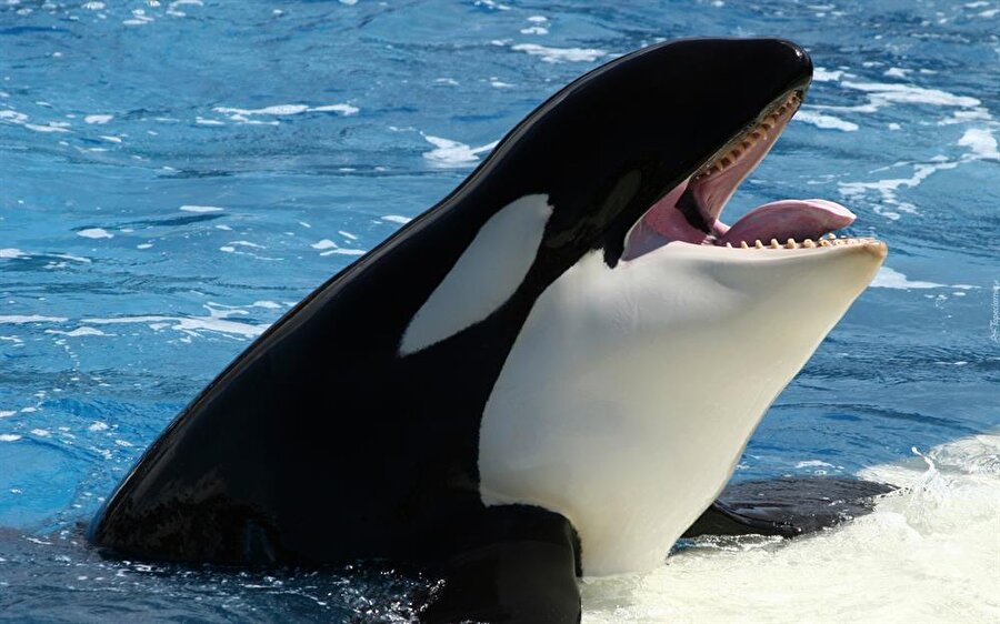 Üstelik insan sesi haricinde bu balinalar Yunus ve deniz aslanlarının da seslerini taklit edebiliyor. 
