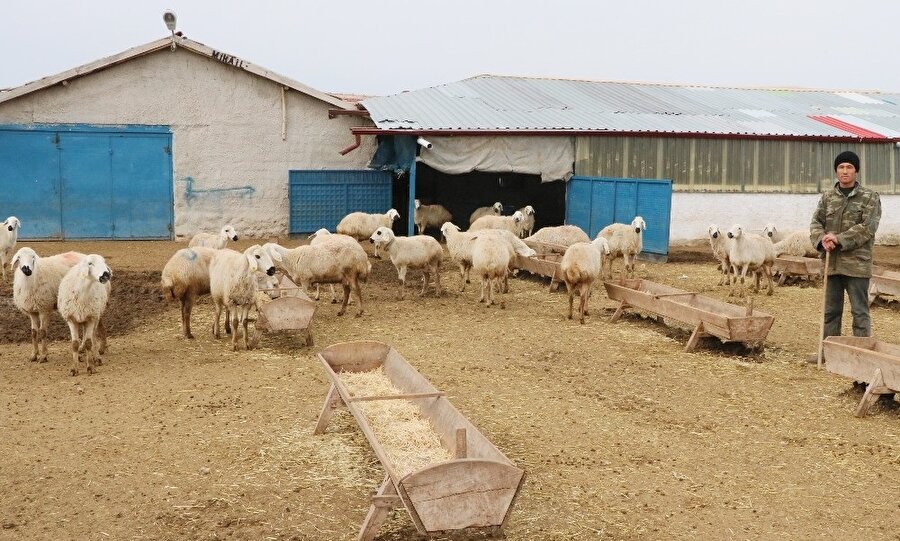 3-5 bin lira aralığında maaşla çoban bulamıyorlar.