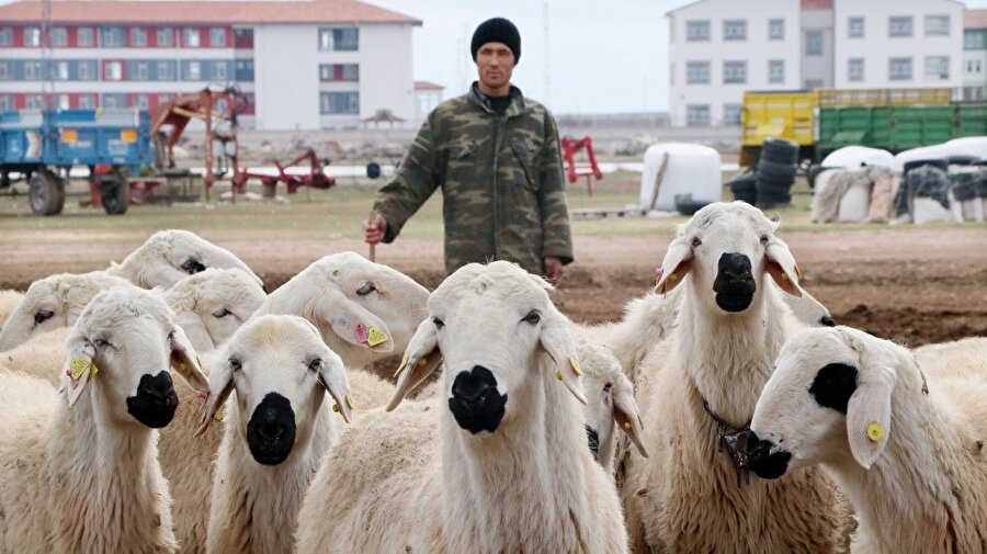 Afganistanlı çobanlar için çalışma izni talebinde bulundular.