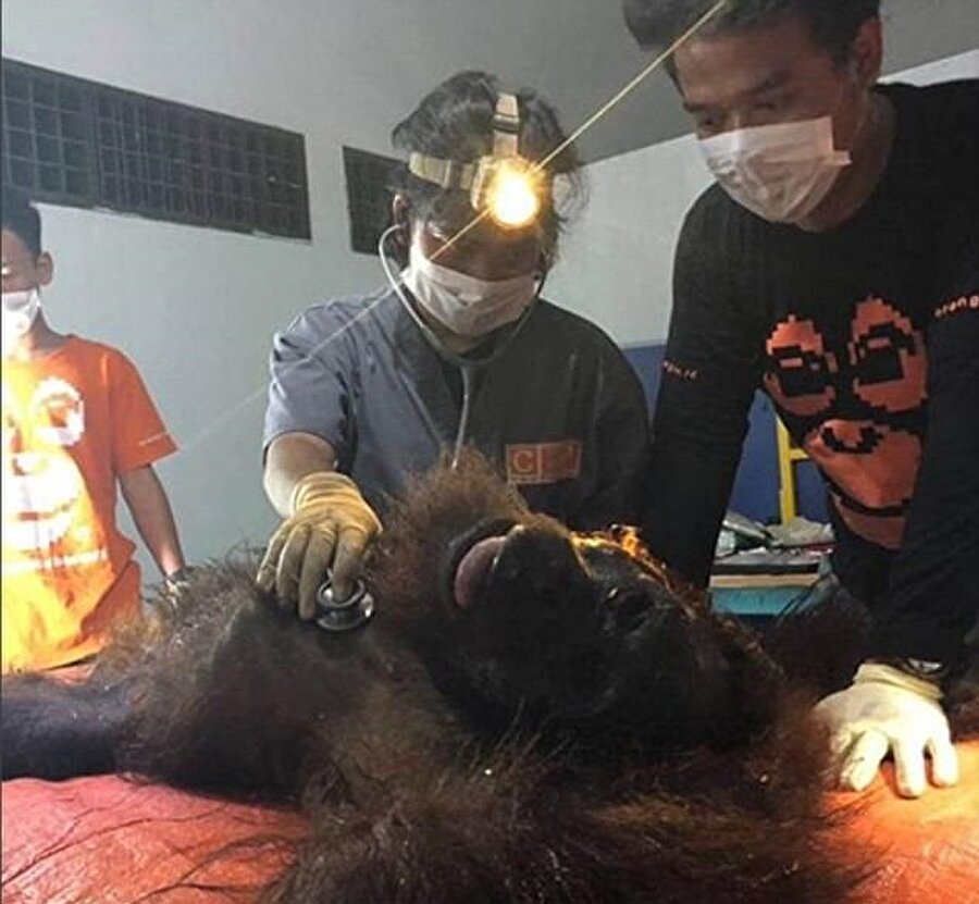 Orangutan tüm müdahalelere rağmen kurtarılamadı.
