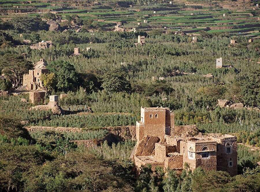 Batı Yemen'de kat tarlaları.