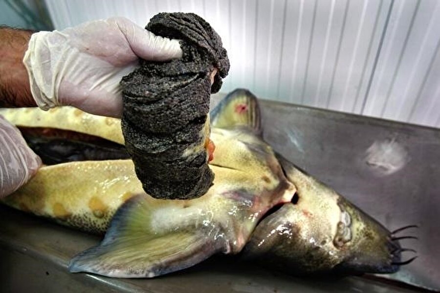 Canlı balıkların yumurtaların alınması sayesinde bir balıktan 3-4 kez üretim sağlanabiliyor.