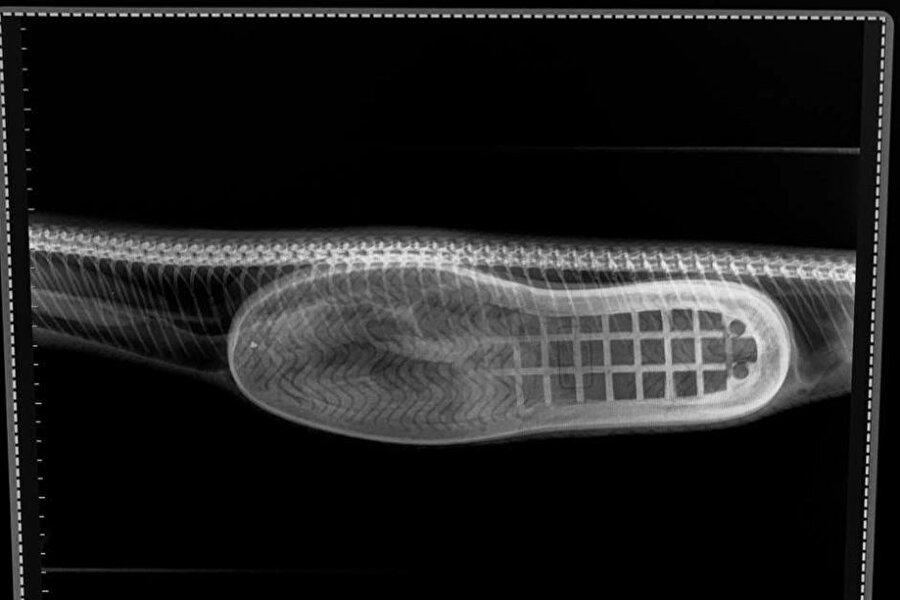 Pitonun röntgen görüntülerinde, yuttuğu ayakkabı net bir şekilde görünüyor.