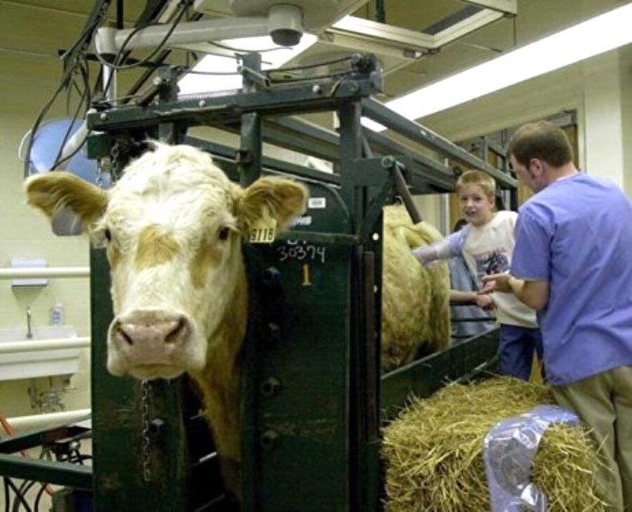 Kanüllü inekler adı verilen uygulama ile delik açılmış ineklerin midesi düzenli olarak çıplak gözle incelenerek yediğini sindirip sindirmediği belirleniyor.