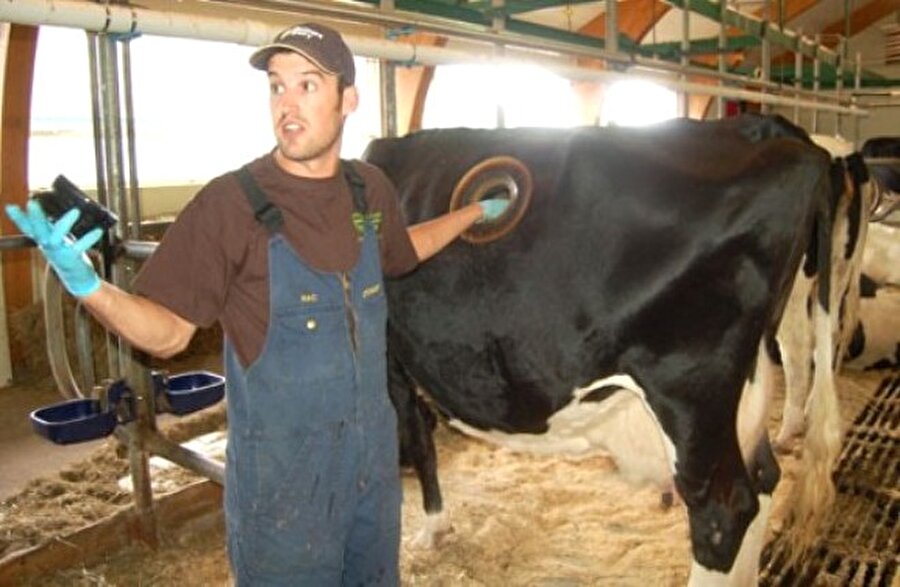 Yurt dışında çiftçiler, ineklerinin ne yediğini bu midesine açılan pencere sayesinde görüp test yapabiliyor.