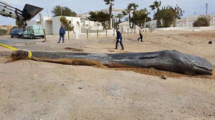 10 metrelik balina kıyıya vurdu.