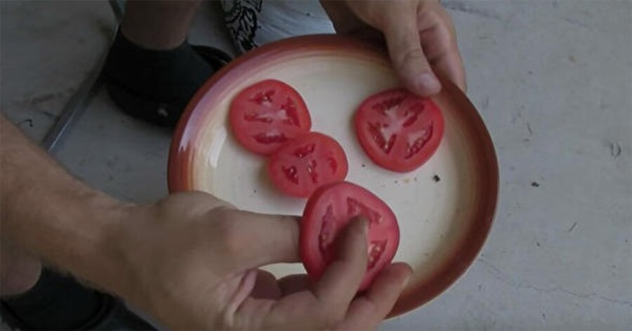 Çürüyen domatesleri saksıya gömdü birkaç hafta sonra gördüklerine inanamadı