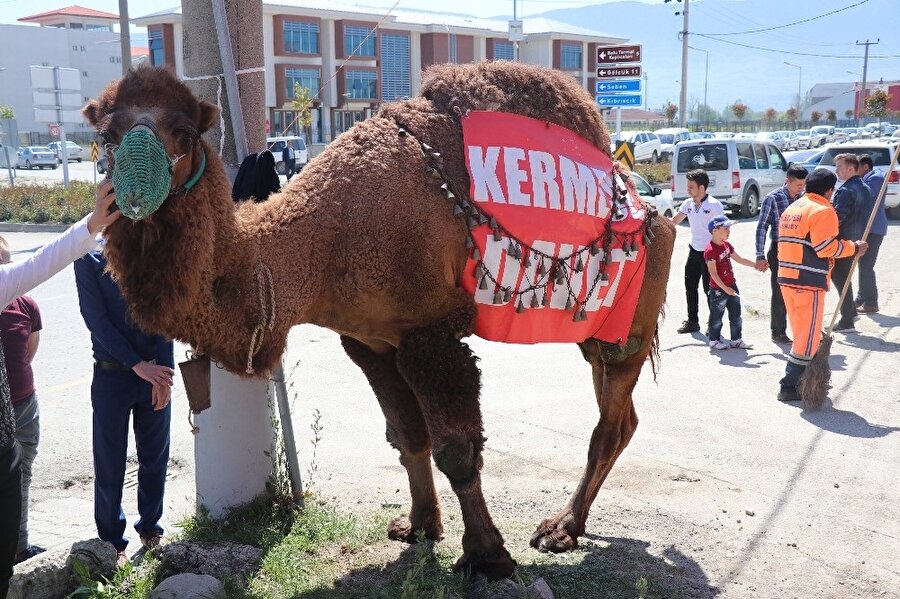 20 bin liraya açık artırmaya çıkarılan deve, 60 bin liraya alıcı buldu.