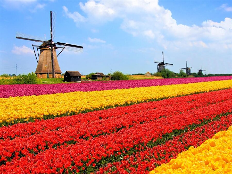 Hollanda lale ihracatından ciddi gelir elde ediyor.