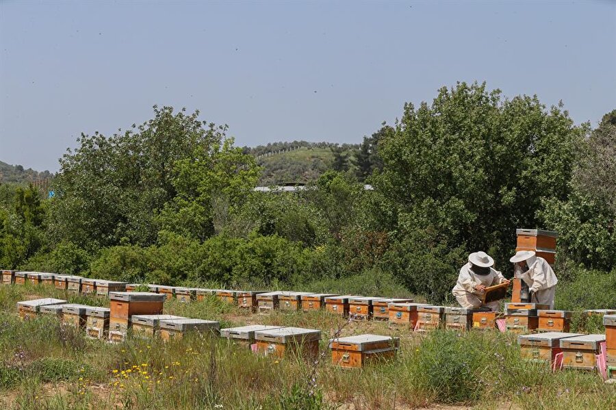 Akkın çifti, 2 yıl gibi bir sürede kovan sayısını 450'ye çıkardı.