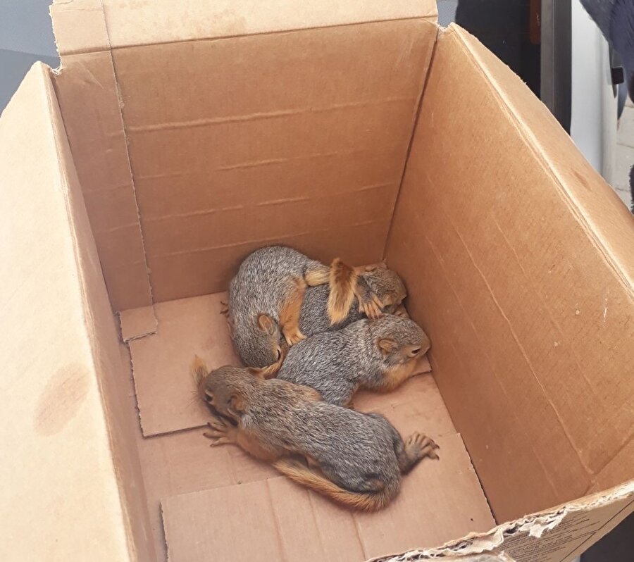 Annesiz kalan 5 sincap yavrusu, 2’şer saatte bir beslenip hayatta tutulmaya çalışıldı.
