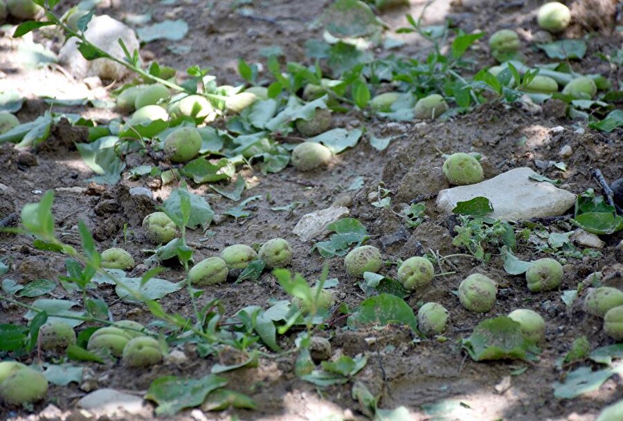 Kayısı, olumsuz hava koşulları sebebiyle yere döküldü.