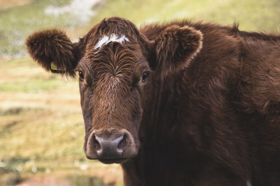Hastalık gıda güvenliğine doğrudan tehdit oluşturmasa da çiftliklerde verimlilik kaybına sebep oluyor.