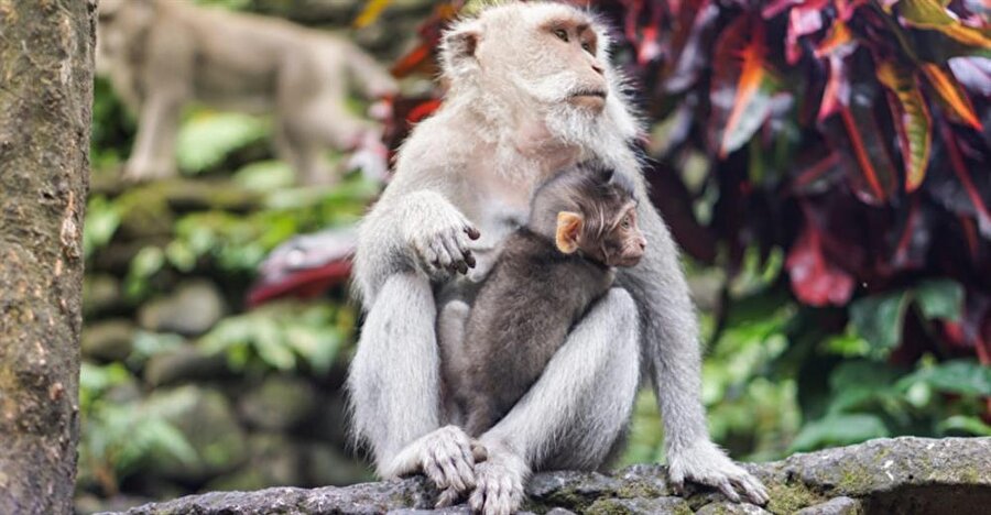 %60'ından fazlası yok olma tehlikesiyle karşı karşıya olan primatların bu yöntemle korunması amaçlanıyor. 