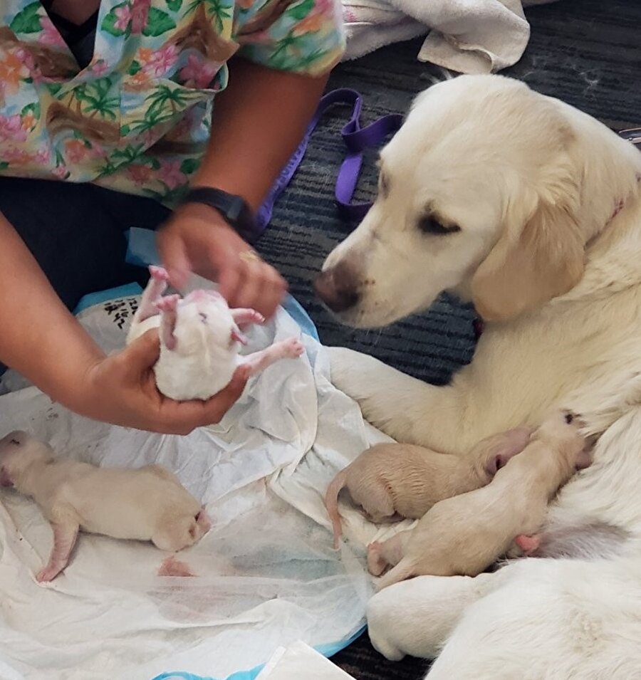 Rehber köpek havalimanında sahibiyle beklerken 8'iz yavru dünyaya getirdi.