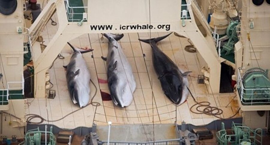 Japonya'da her yıl geleneksel hale gelen kaçak balina avlanması bu yılda gerçekleşti