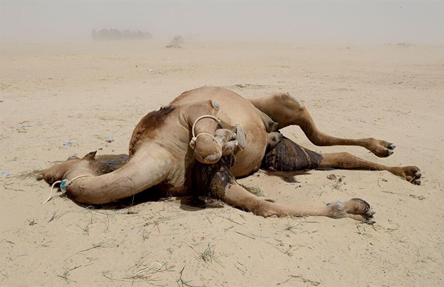 Katar krizinin ilk kurbanları, develer ve küçükbaş hayvanlar oldu.