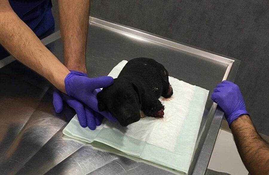 Vatandaşlar tarafından veterinere götürülen köpek tedavi altına alındı.