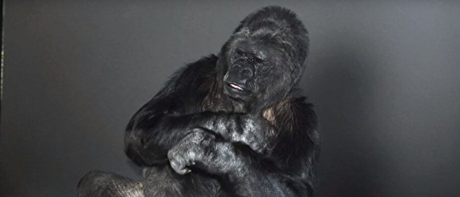 Goril Koko