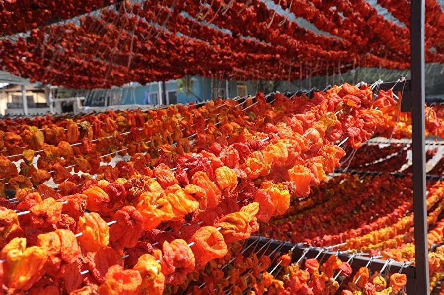 Kurutulan ürünler, 5 kıtaya ihraç ediliyor.