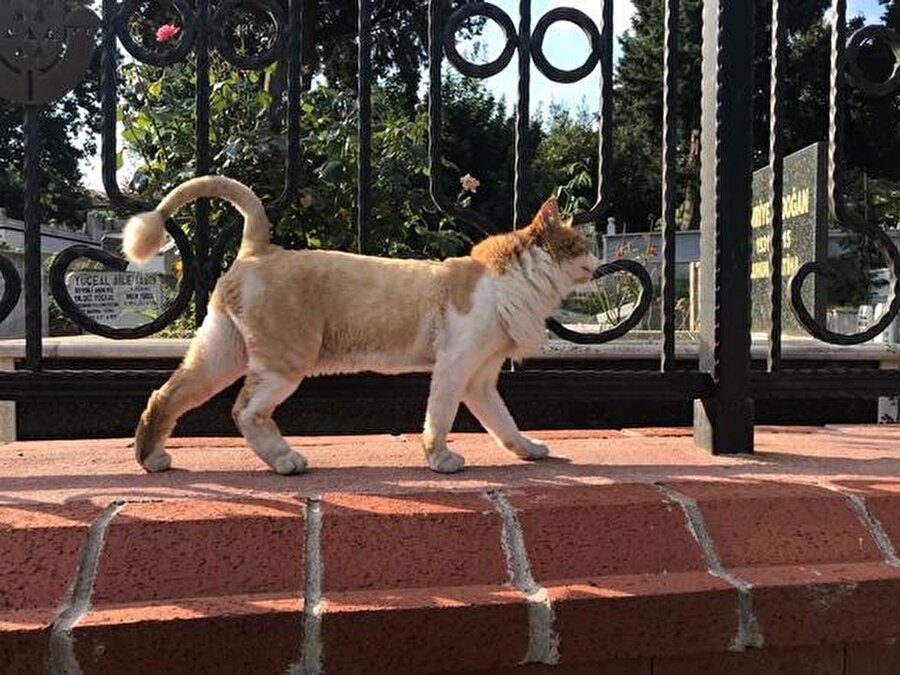 Oktar'ın 'aslan' lakaplı kedisi sokakta kaldı.