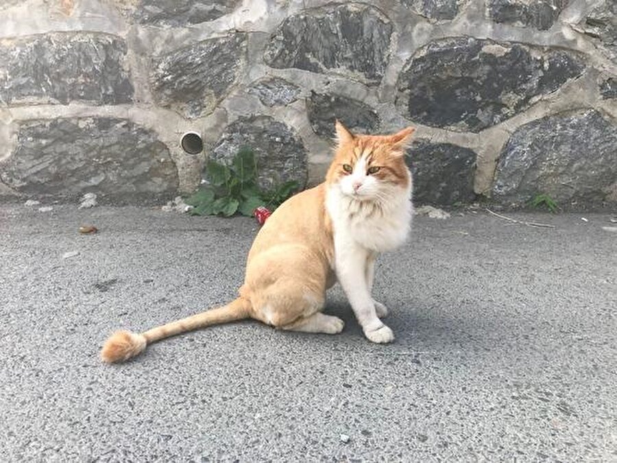 'Aslan' lakaplı kedi sokakta kaldı.