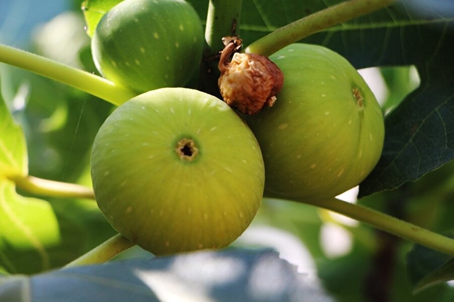 Bahçenin sahibi tabela asıldıktan sonra incirlerin tüketildiği söyledi.