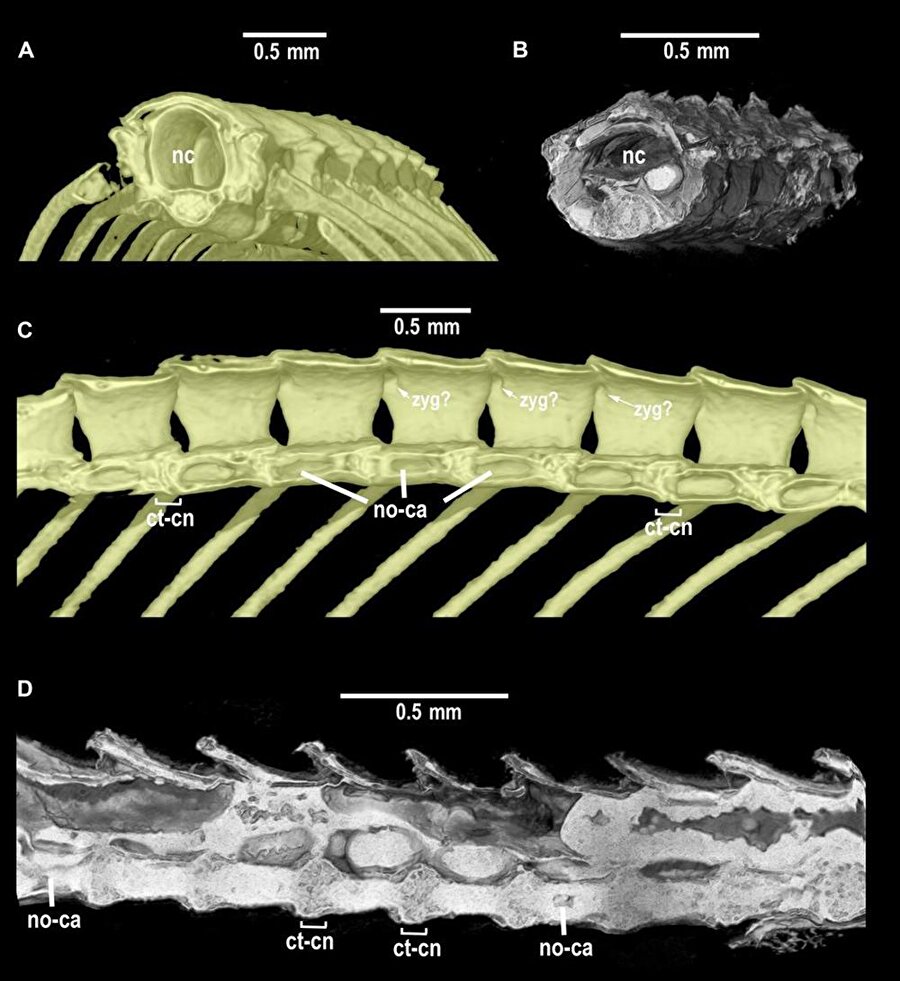 Rapora göre, bu küçük yılan fosili bir iskelet ve sadece 47.5 milimetre uzunluğunda. 
