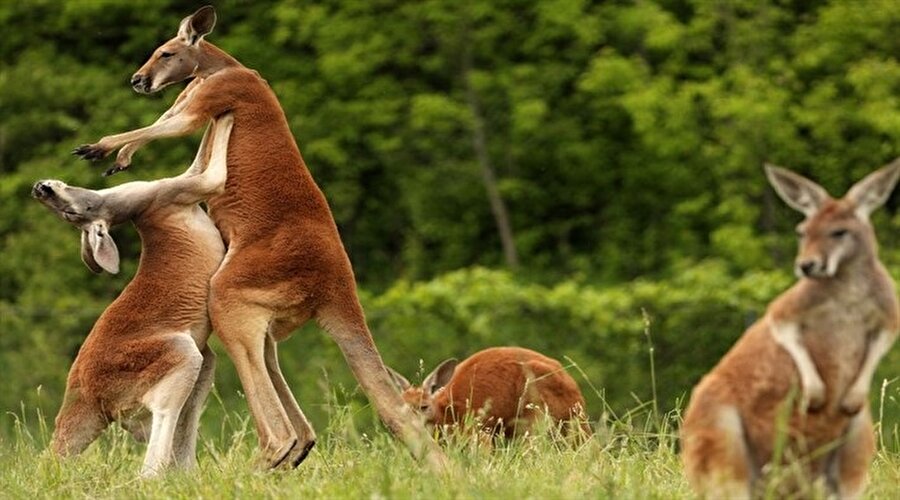 Ülkenin en kalabalık ikinci kenti olan Melbourne'ün Deer Park isimli banliyösü, kanguruların yaşam alanları ile çok yakın bir konumda yer alıyor.