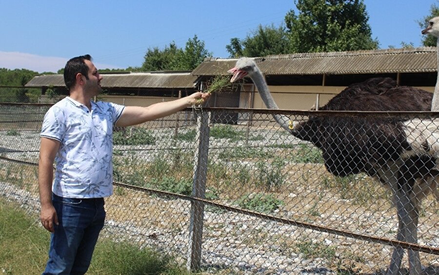 1997 yılında kurulan çiftlikte 4 deve kuşu ailesi ile üretim yapan Uludağ Üniversitesi Ziraat Fakültesi Bölümü, yılda bir dişi deve kuşundan 20-25 civciv elde ediyor.