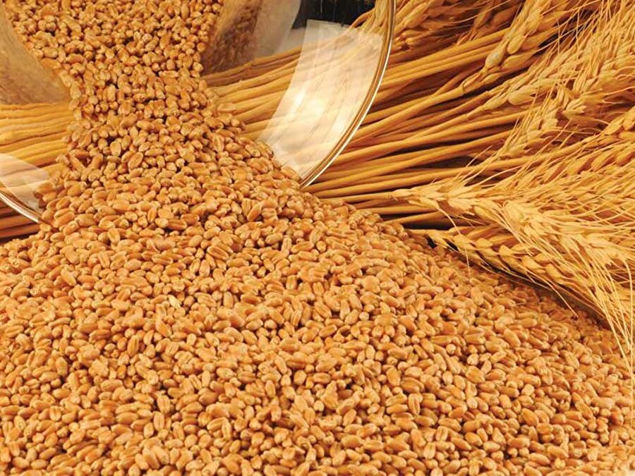 Buğday üretiminin küresel düzeyde 42 milyon ton düşmesi bekleniyor.