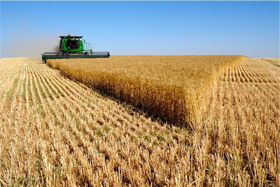Türkiye'de buğday üretiminin 2018 yılında 19.5 milyon ton olması bekleniyor.