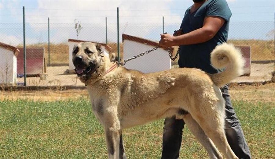 Kangal Artik Bir Dunya Markasi