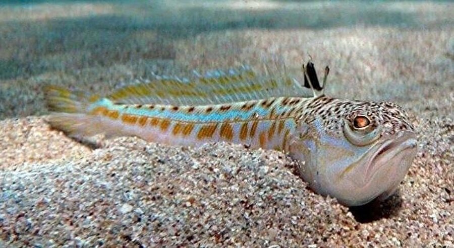 Tragonya balığı