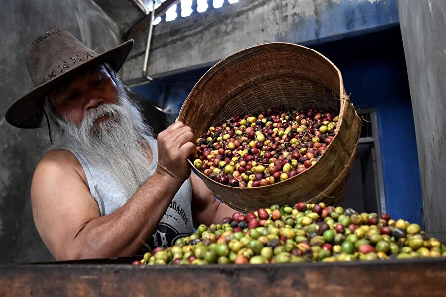 Brezilya'nın en önemli tarım ürünlerinden kahvenin henüz toplanmış hali. 