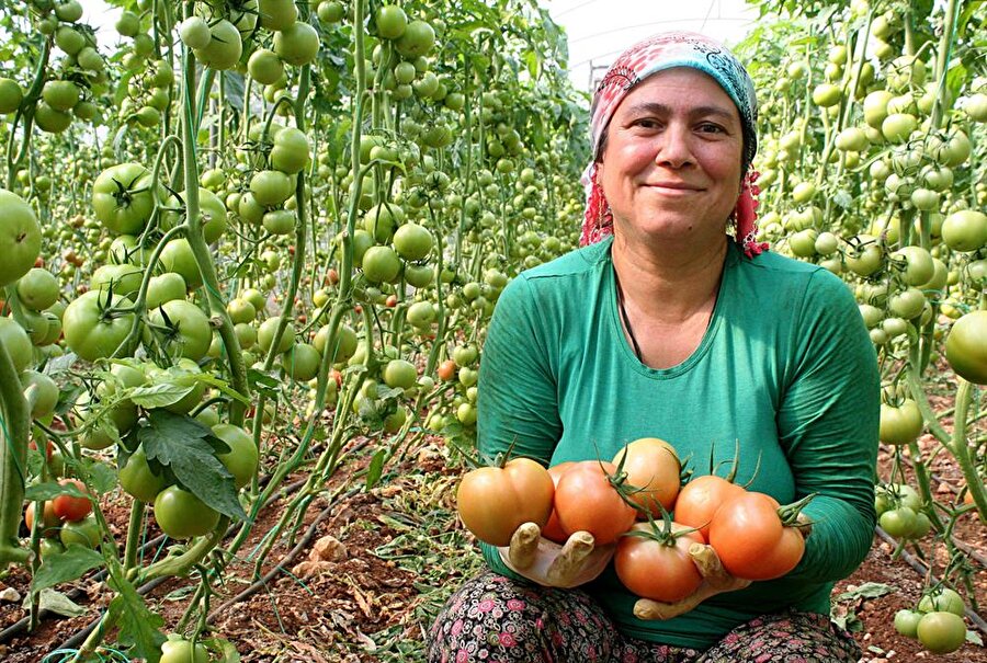 Güzlük hasadın başladığı Mersin'de domatesin kilogramı tarlada 3,60 TL'ye satılıyor.