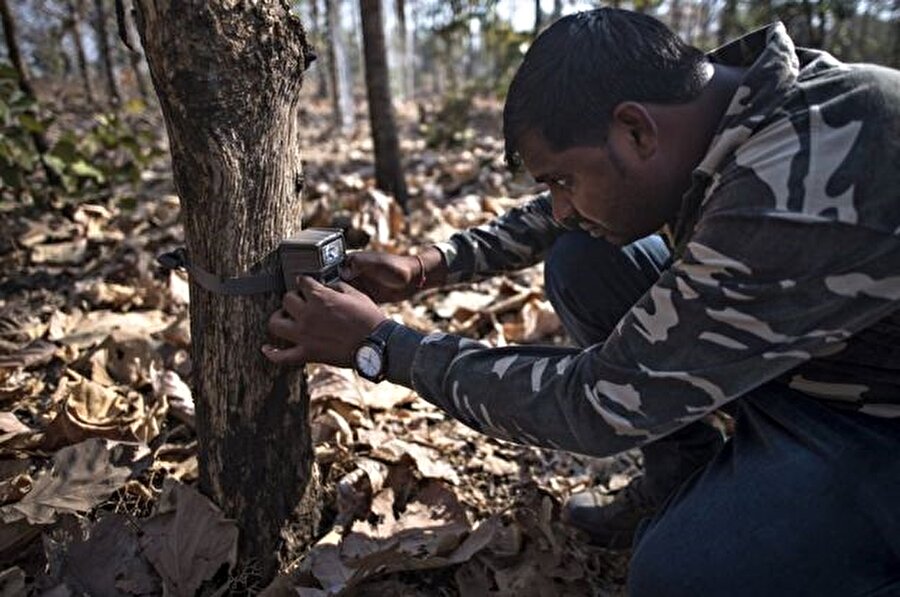 Kaplanın yakalanması için ormana 100'den fazla kamera tuzağı kuruldu. 