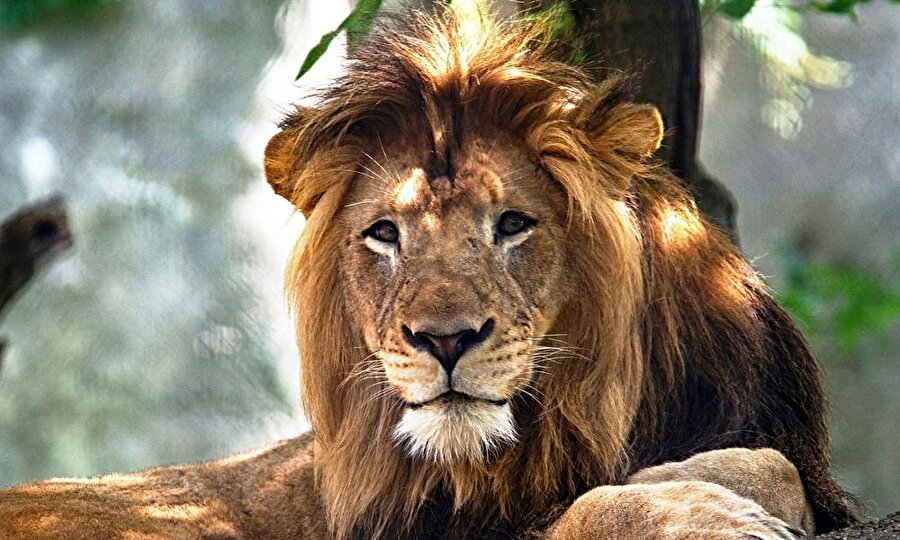 10 yaşındaki erkek Afrikalı aslan Nyack, dişi bir aslan olan Zuri tarafından saldırıya uğradıktan sonra öldü.