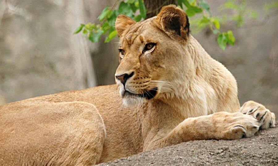 Hayvanat bahçesinde Nyack'ı öldüren dişi aslan Zuri.