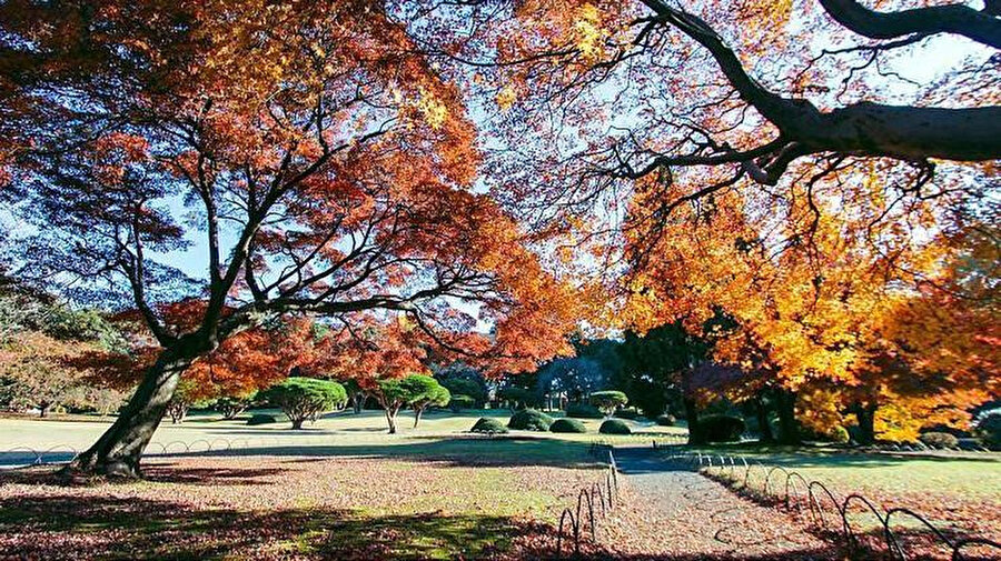 Shinjuku Gyoen, özellikle yaprakların döküldüğü sonbaharda güzel bir görünüme kavuşuyor. Parkın bir özelliği de etrafında renkleri değiştiren çok sayıda ağaç türünün olması.