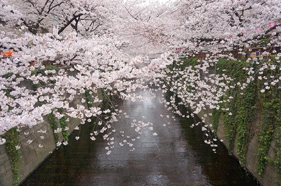 Shinjuku Gyoen, bir düzine farklı çeşitten fazla sayıda kiraz ağacına ev sahipliği yapmaktadır.