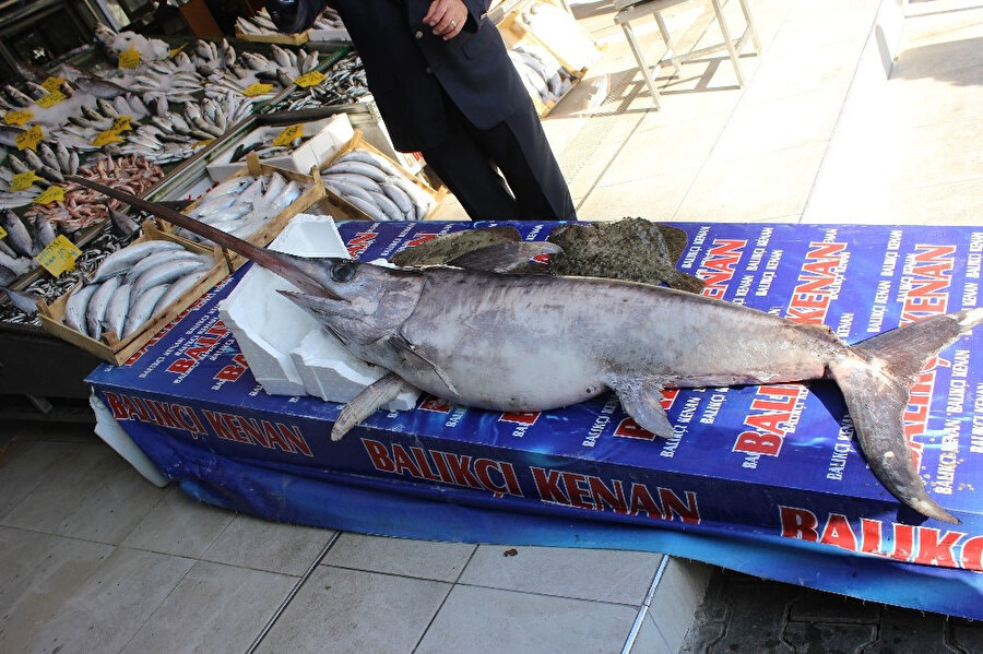 2 metrelik dev balık, balıkçı tezgahında sergileniyor.