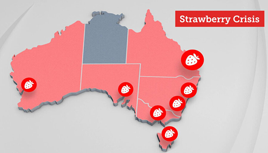 Avustralya genelinde binlerce işçiyi istihdam eden çilek sektörü, ülke ekonomisine yılda 130 milyon dolar katkıda bulunuyor. 