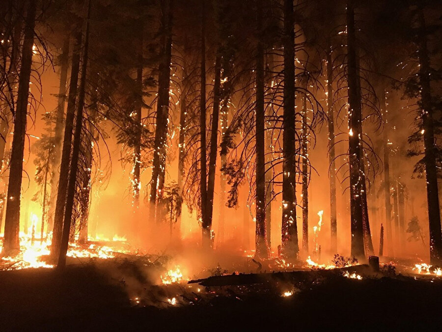 Orman yangını rüzgarın etkisiyle kısa sürede geniş bir alana yayıldı.